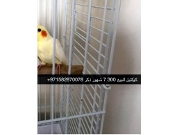 bird for sale