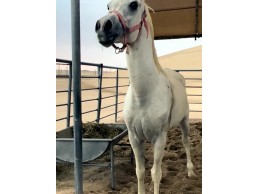 خيل عربي اصيل ( واهو )