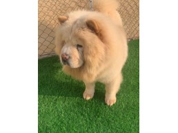 chow chow female