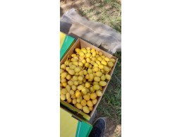 بلح  برحي باعلي جوده 