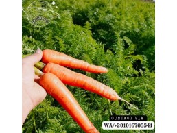 fresh carrot 