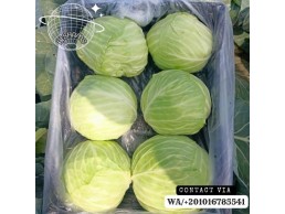 fresh cabbage