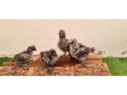 صيصان سلكي امريكي American silkie chicks