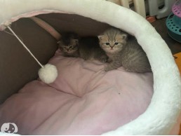 Scottish Fold Kittens for sale