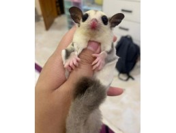 Sugar Gliders Male and Female for Sale