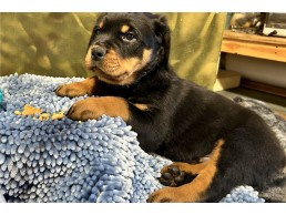 Rottweiler Puppies Available for sale