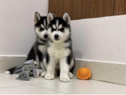 Siberian husky puppies available for Sale