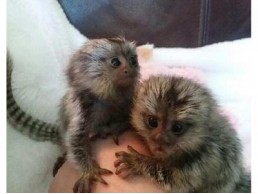 Loving Finger Marmoset Monkeys for sale