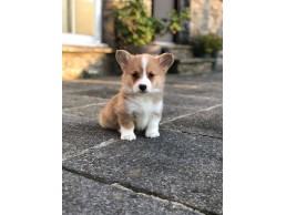 Playful Male And Female Corgi Puppies