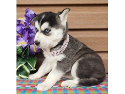 Playful Siberian Husky Puppies