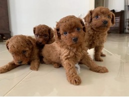 Sweet Poodle Puppies for Sale