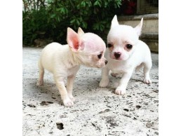 Gorgeous Male and Female chihuahua puppies
