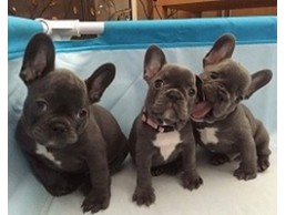 Lovely affectionate french bulldog