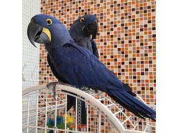  Hyacinth Parrots for sale 