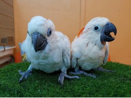  We have all breed of parrots for sale.