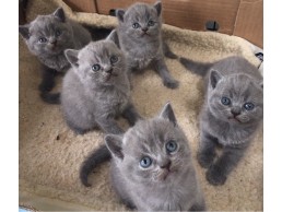 British Short Hair Kittens For Rehoming 