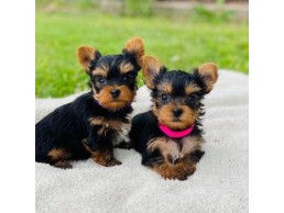 Yorkie puppies