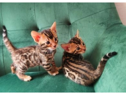 Bengal kittens