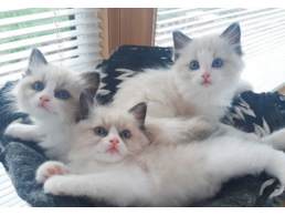 Ragdoll kittens 