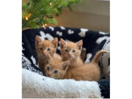 Maine Coon Kittens