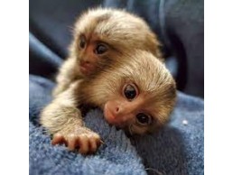 Finger Marmoset Monkeys for sale