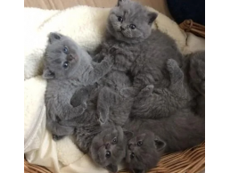 Well Socialized Blue Eyes British Shorthair Kittens