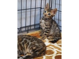 Bangal kittens