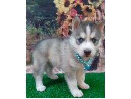  Siberian husky puppies for sale