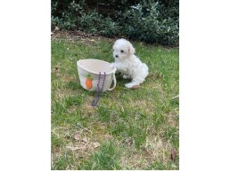 Teacup Maltese Puppies