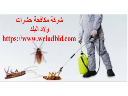 افضل شركة مكافحة حشرات في عجمان0508084006 