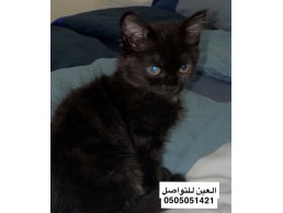 Persian kitten for sale قطة شيرازية للبيع 