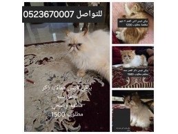 قطط بيكي فيس للبيع