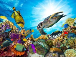 Best Sharm El Sheikh Day Trips