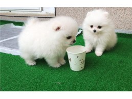  Teacup Pomeranians