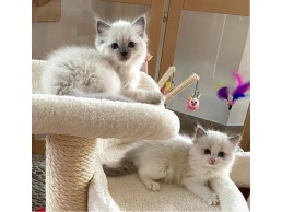 المنزل المربى Ragdoll Kittens WhatsApp على +971558915704