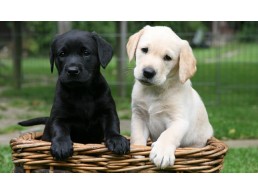 Cute Labrador Retriever puppies available WhatsApp on +971558915704