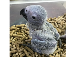 Parrots for Sale in UK | Where to buy a Parrot near Me 2024-2025