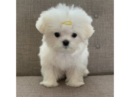 Home raised Teacup Maltese puppies for rehoming
