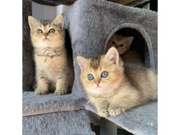 Scottish Fold Kittens for sale 