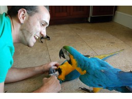 Pair of talking blue and gold macaw parrots